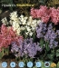 hyacinth Multiflora.jpg